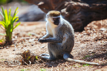 Vervet Monkey in Victoria Australia