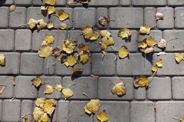 Cottonwood leaves on the pavement from above