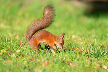 Squirrel in the park..