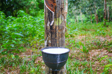 Vietnam rubber tree,Tapping latex rubber source of natural