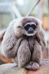 A Silvery Gibbon in Australia
