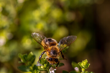 Bee on green blossom, close up