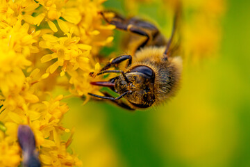 Bee feeding on yellow flower