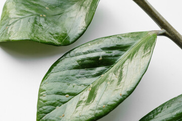 Obraz premium Leaf Zamioculcas plants heavily infested by scale insect shield (Diaspididae). Parasites on home plants close-up of macro insects Diaspididae. Diseased home plant. Poor Plant Care