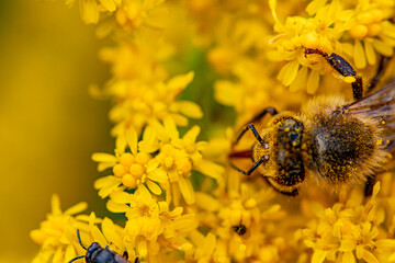 Bee head close up shot