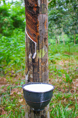 Vietnam rubber tree,Tapping latex rubber source of natural