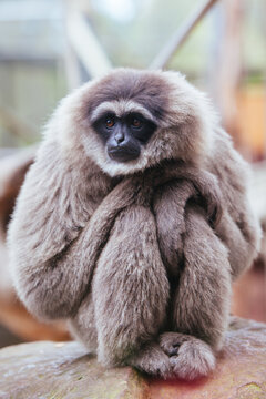 A Silvery Gibbon in Australia