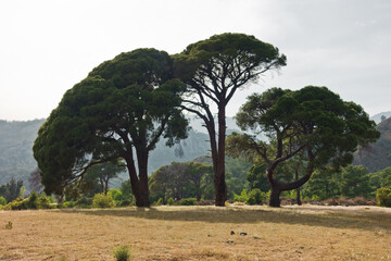Big pine trees near Cirali beach in Olympos national park in Turkey