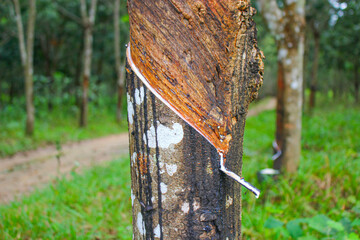 Vietnam rubber tree,Tapping latex rubber source of natural