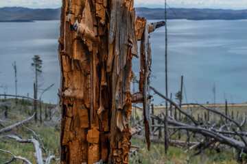 Dry dead brocken red textured trunk among felled trees and stumps after fire in green yellow grass on slope of mountain. Coast of blue bay Baikal lake. Mountains on horizon. Siberia nature landscape