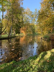 Pond with ducks, autumn trees, golden leaves