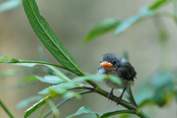 A baby Eurasian tree sparrow bird perched on a branch