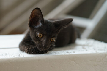 A male black kitten lying on a foam box