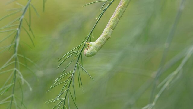 アスパラガスの葉を食べるシャクトリムシ　‐ inch worm‐