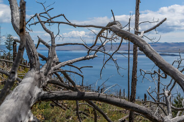 Dry dead bare smooth tree with twisting branches after fire, felled in green yellow grass. Baikal lake nature. Blue sky with clouds, mountains on horizon
