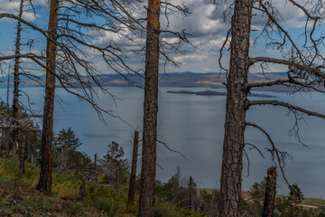 Row of three pine trees trunks with black red burnt bark, forest on slope of mountain. Coast of blue Baikal lake. Siberia nature landscape. Top view