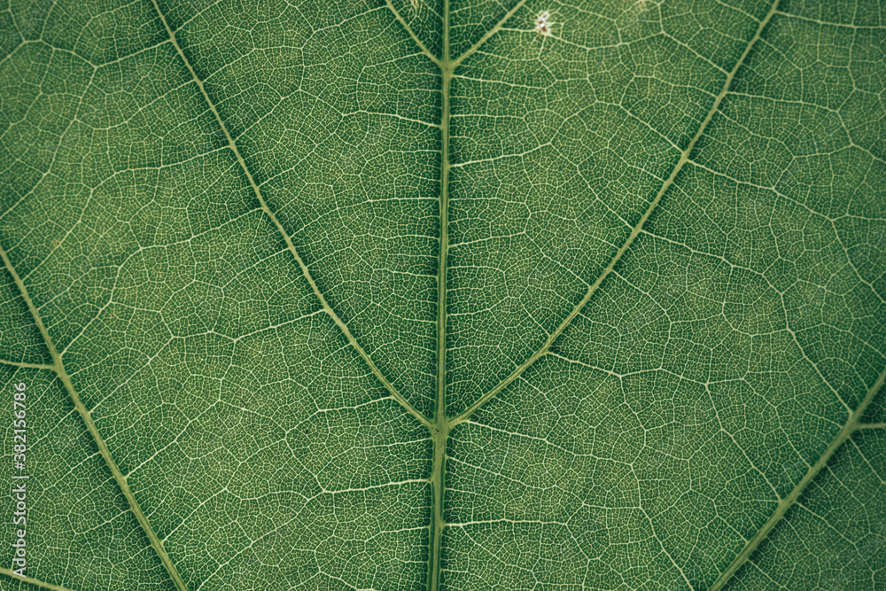 Poster close up green texture background. cropped shot of green leaf textured. abstract nature background p