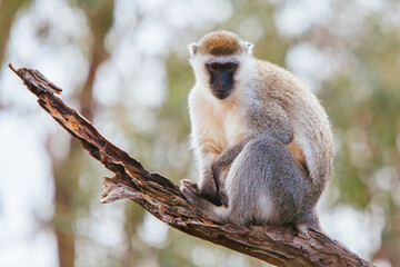 Vervet Monkey in Victoria Australia