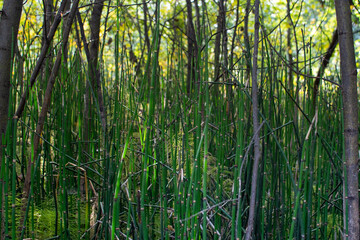in the forest thicket of various plants and shrubs