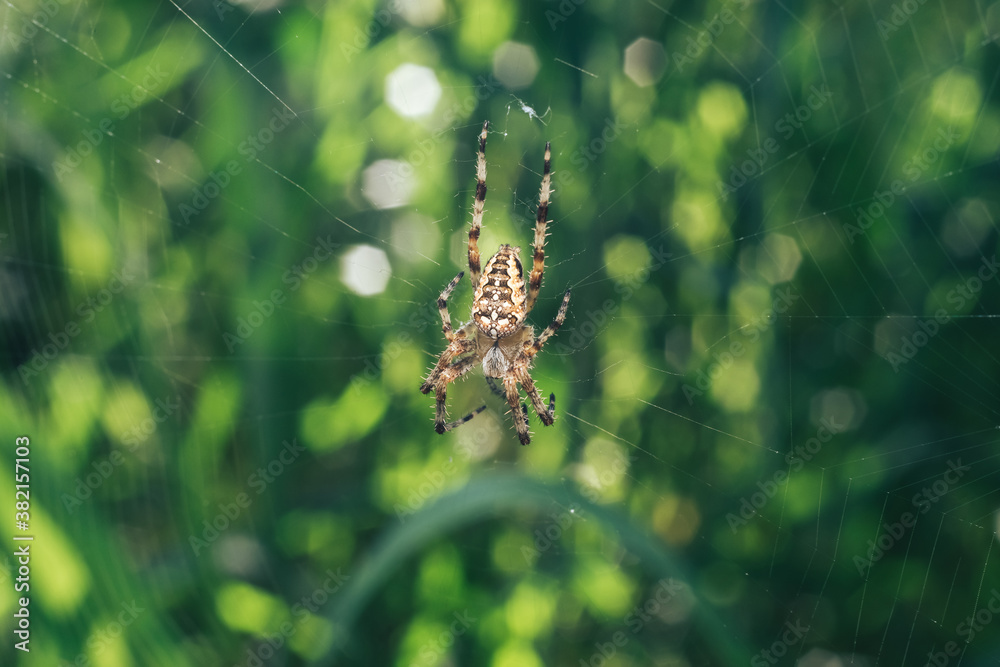Poster close up cobweb or spider's web against a natural background, dew on a spider .