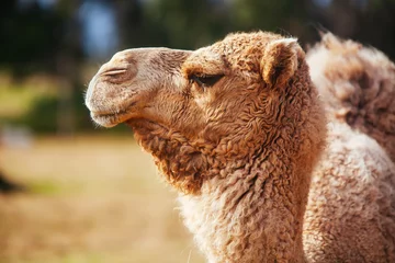 Foto op Plexiglas Camel in Melbourne Australia © FiledIMAGE