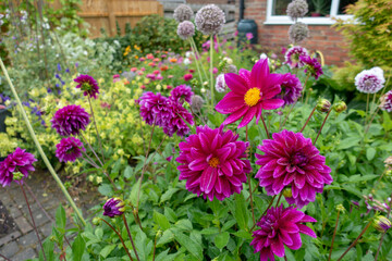 Colourful dahlia flowers in a cutting garden