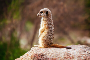 Inquisitive Meerkat in Melbourne Australia