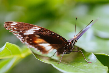 Colorful Butterfly in Melbourne Australia