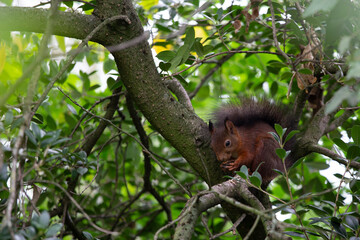Eurasisches Eichhörnchen (Sciurus vulgaris) im Baum, Knabbert eine Nuss
