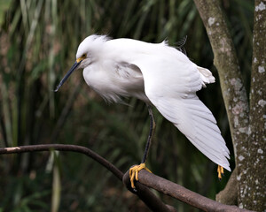 Snowy Egret stock photos. Snowy Egret bird close-up profile view perched with blur background. One stretch wing. Portrait. Picture. Image.