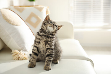 Cute tabby kitten on sofa indoors, space for text. Baby animal