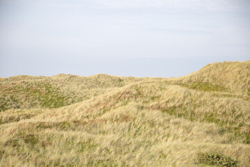 The dunes of the Danish Western coast