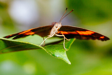 Colorful Butterfly in Melbourne Australia