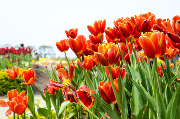 Common Tulipa Liliaceae Tulip windmill