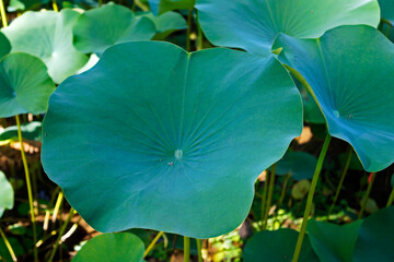 Lotus leaves (Nelumbo nucifera) on garden