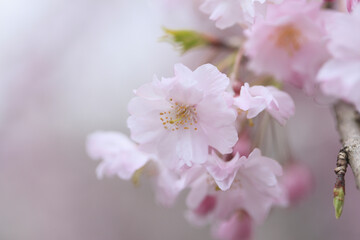 Obraz na płótnie Canvas 東京の桜