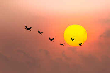 The freedom of birds in nature,freedom concept. Silhouette flock of birds flying over  twilight sky in front of  beautiful sunset ..Birds flying.