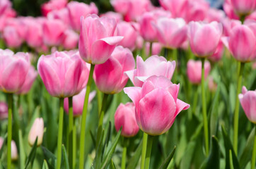 Common Tulipa Liliaceae Tulip windmill