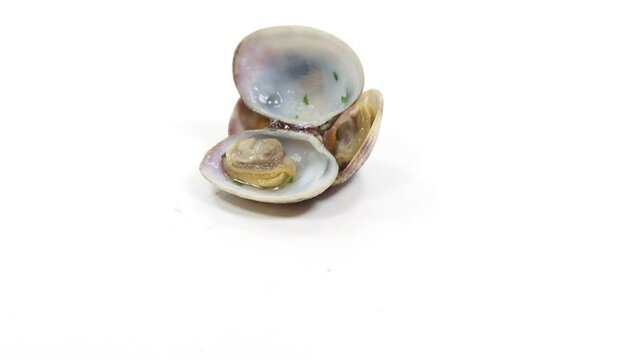 open clam shellfish seafood pasta sauce sauce