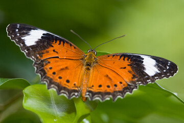 Colorful Butterfly in Melbourne Australia