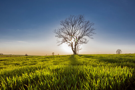 Drzewo w polu © arnoldes