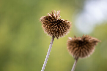 Vertrockneter Bl&uuml;tenstand vor unscharfem gr&uuml;nem Hintergrund, Flora, Herbst