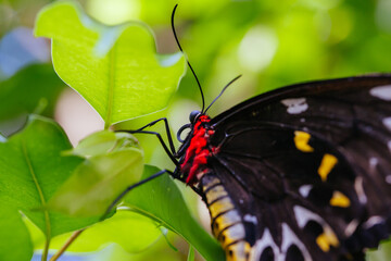 Colorful Butterfly in Melbourne Australia