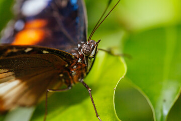Colorful Butterfly in Melbourne Australia