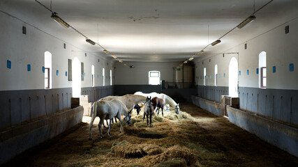 Schwarze und weiße Lipizzaner Pferde in einem Stall voller Heu mit einem schwarzen Fohlen in der Mitte © angle23.44