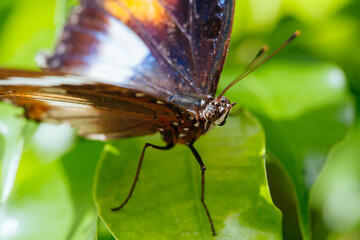 Colorful Butterfly in Melbourne Australia