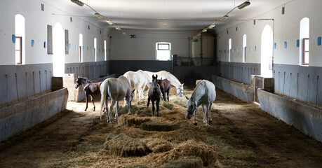 Schwarze und weiße Lipizzaner Pferde in einem Stall voller Heu mit einem schwarzen Fohlen in der Mitte © angle23.44
