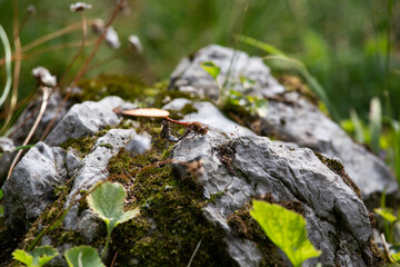 Blutrote Heidelibelle (Sympetrum sanguineum) bei Paarung auf sonnengewärmtem Stein