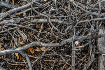 small thin light gray winding curved branches, pattern. Nature after fire