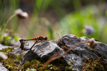 Blutrote Heidelibelle (Sympetrum sanguineum) bei Fortpflanzungsakt auf sonnengewärmtem Stein
